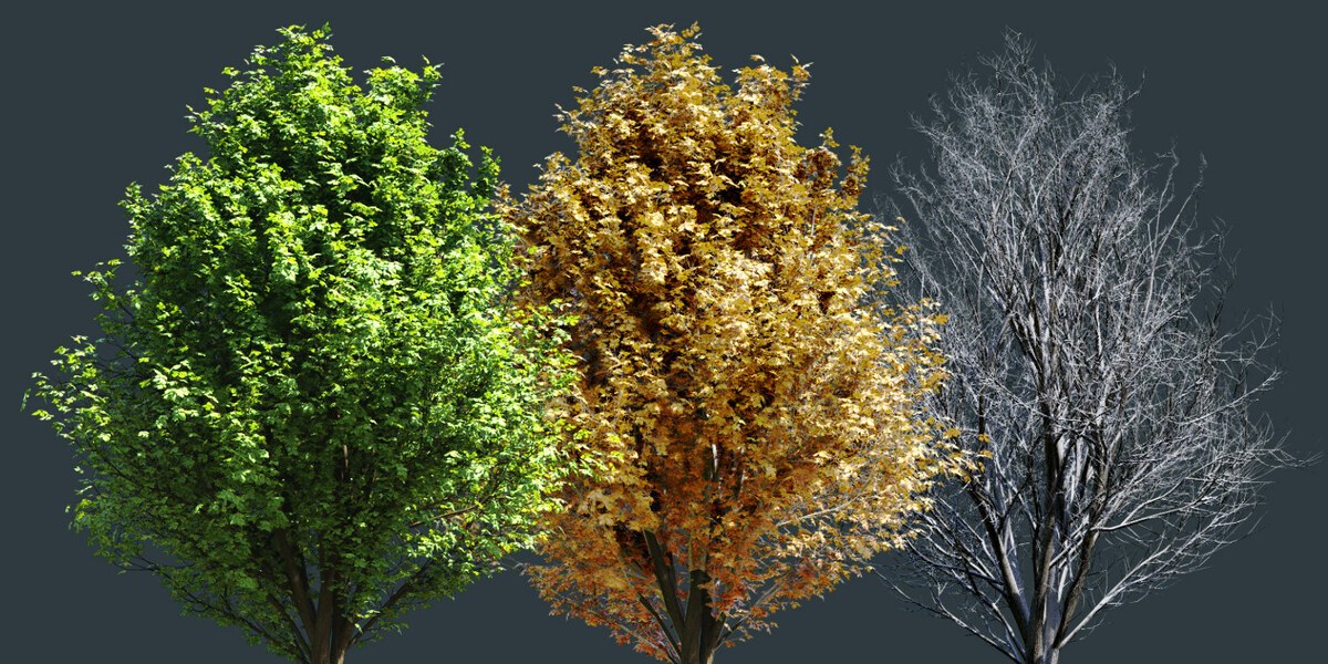 緑の葉、紅葉、葉の落ちた枝の3本の広葉樹が並んでいる